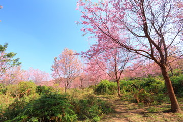 Obraz na płótnie Canvas sakura in thailand