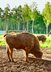 Aurochs In Wildlife Sanctuary