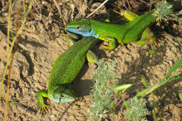 The European Green Lizard (Lacerta viridis) couple expecting babies