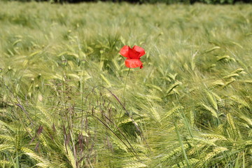 Klatschmohn auf einem Getreidefeld