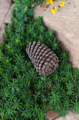 Pine seed on green grass