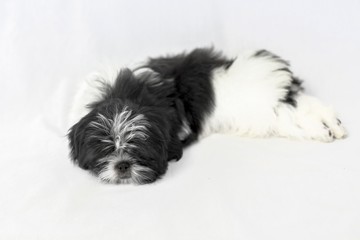 Little black shih tzu puppy sleeping