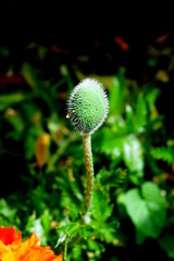 Mohnblume