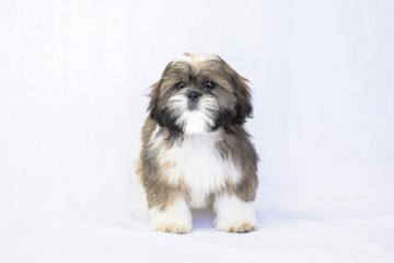 Colored shih tzu puppy face - isolated on white