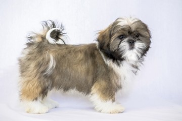 Naklejka na ściany i meble lovely colored shih tzu puppy standing - isolated on white