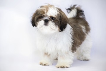 One lovely colored shih tzu puppy standing - isolated on white