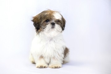 Naklejka na ściany i meble One lovely colored shih tzu puppy isolated on white