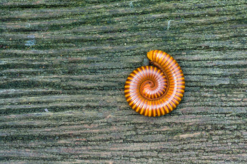 Millipede