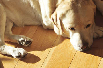 close up from above the old yellow labrador lying on wooden floo