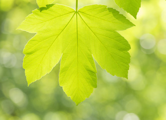 Background and texture of green leaf a sunny day in spring.