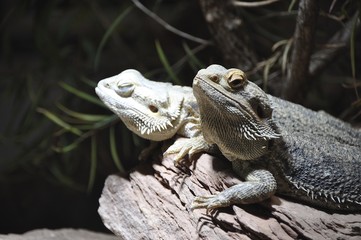Zoo