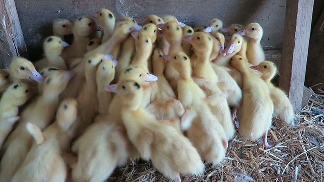 50 small mouladen ducks, in the box on the way to the stable, has just been delivered to the farm, to the mast until christmas