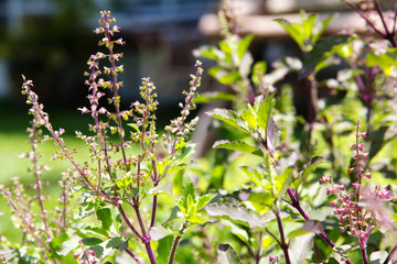 Fresh basil flower plant close up