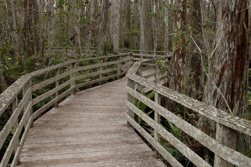 Fototapeta na wymiar Boardwalk,Corksrew swamp, Florida,USA