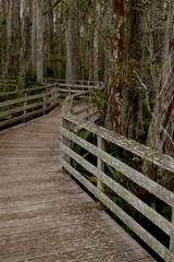 Boardwalk,Corksrew swamp, Florida,USA