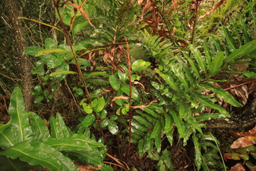 Pflanzenvielfalt in den Everglades