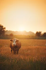 Poster de jardin Vache Vaches au pâturage