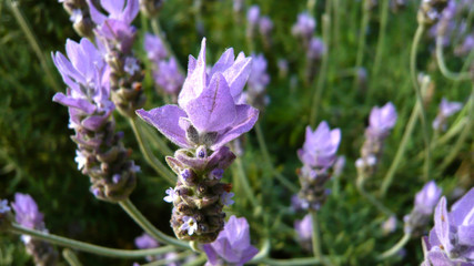 レースラベンダー