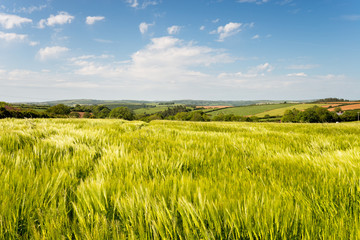 Cornish Countryside in Summer