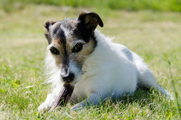 Jack Russell Terrier dog with bone