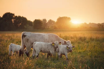 Selbstklebende Fototapete Kuh Kühe auf der Weide