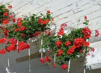 Fototapeta na wymiar Red Geraniums in the staircase of the Mediterranean House