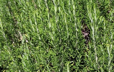 green background aromatic rosemary leaves