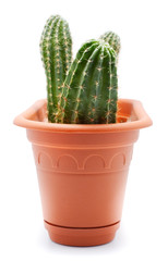 Cactuspot
