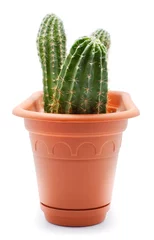 Fotobehang Cactus in pot Cactuspot
