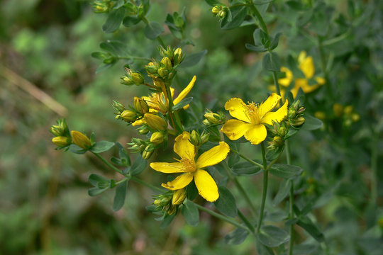 erba di S. Giovanni o iperico (Hypericum perforatum)