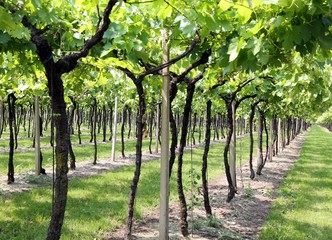 vineyard green in Italian campaigns in summer
