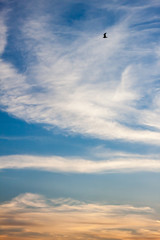 Sunset sky with silhouette of a bird