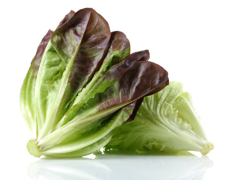Lettuce