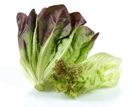 Lettuce
