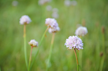 Obraz premium wild flower