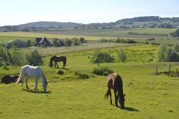 Mont Kemmel (vue sur le mont Noir)