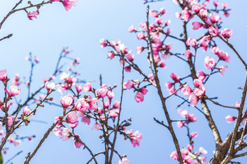 Floral background - blossoming peach branch, against the clear b