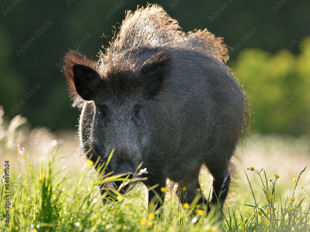 Poster Wild boar in the meadow