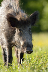 Fototapeta na wymiar Wild boar
