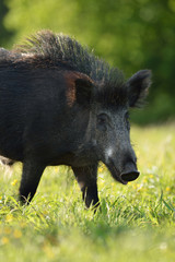 Wild boar closeup