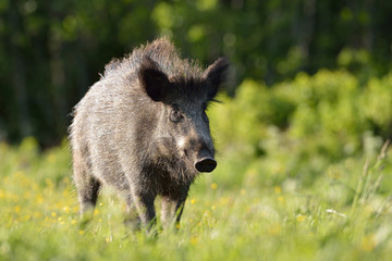 Boar in the meadow