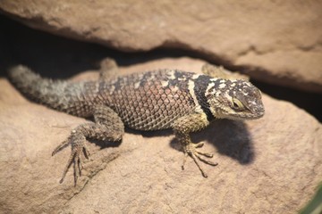 Zoo