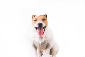 Portrait of funny happy Jack Russell Terrier dog yawning