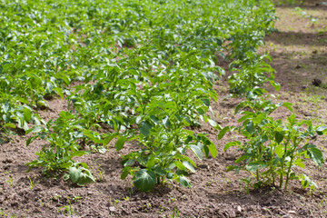 growing green potato