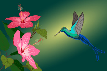 Colorful hummingbird and pink hibiscus flowers. 