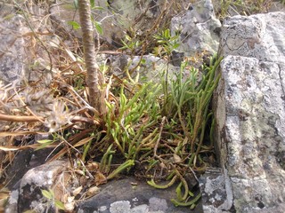 Crassula lycopodioides. 