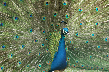 Obraz premium Peacock