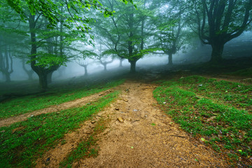 Obraz premium ścieżka w mglistym lesie