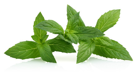 Mint Leaves