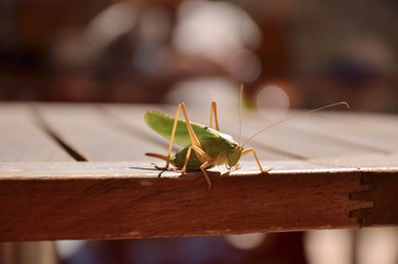 Sauterelle à la Bérarde (Ecrins / Isère)